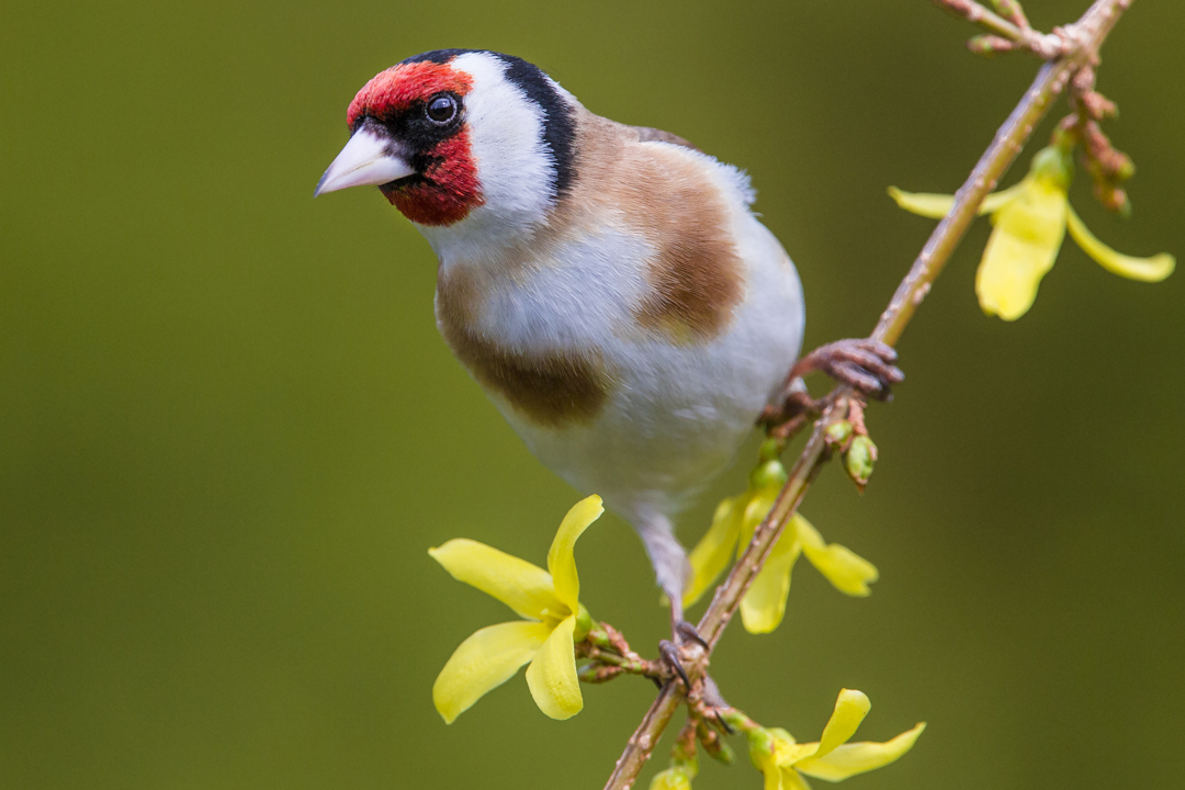 Chardonneret élégant posé sur une branche penchée